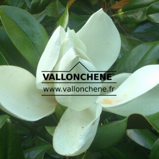 MAGNOLIA grandiflora 'Galissoniensis' en Août