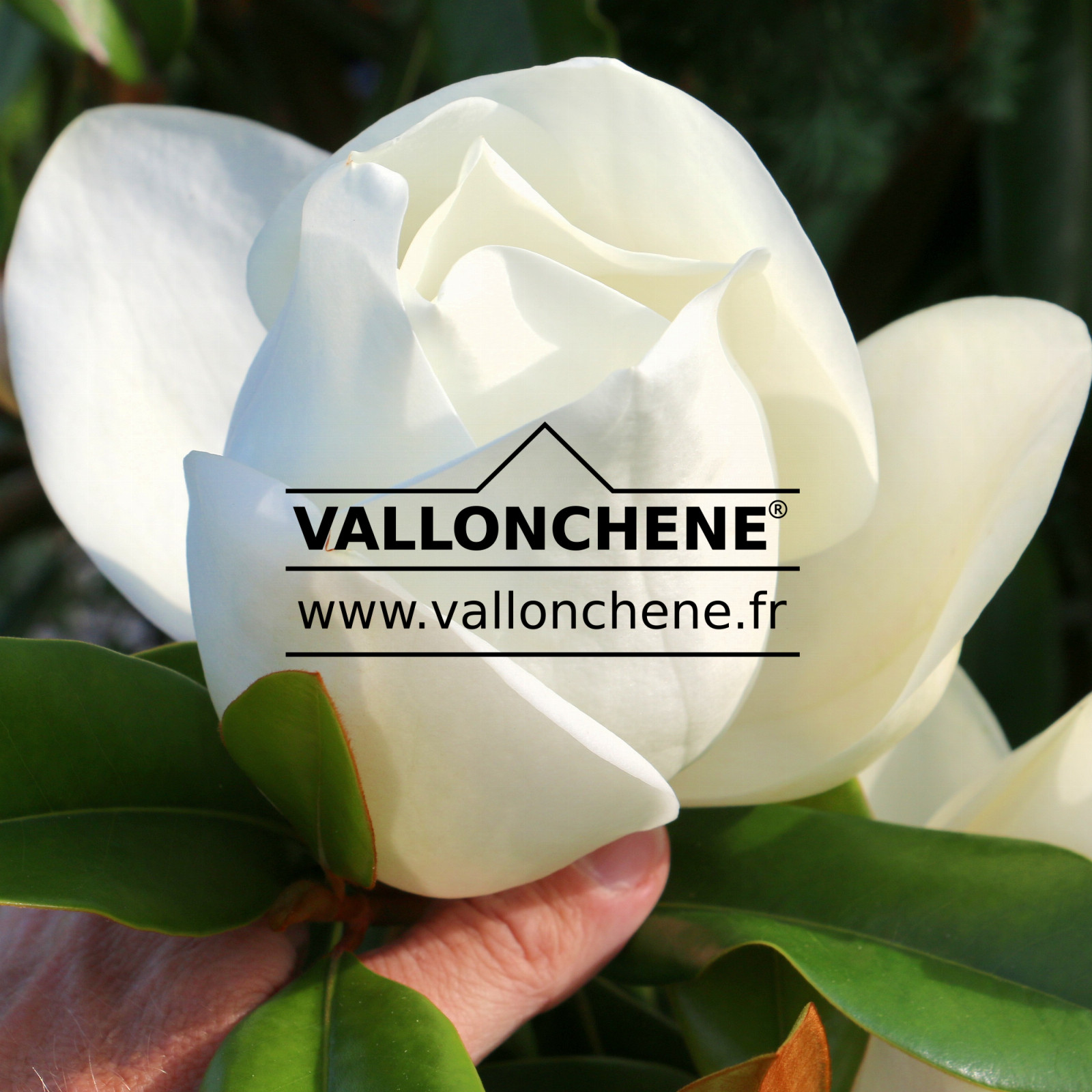 MAGNOLIA grandiflora ‘Goliath’ en Juillet