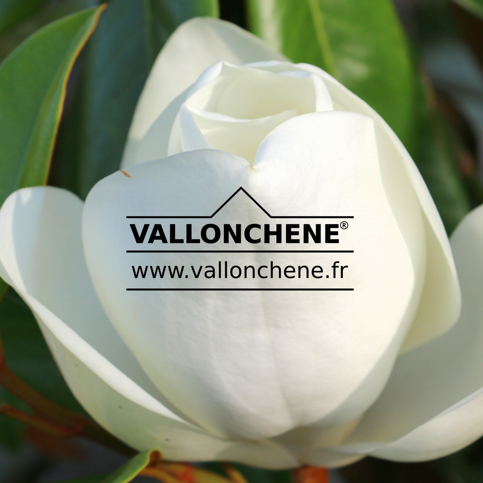 MAGNOLIA grandiflora 'Goliath' en Juillet