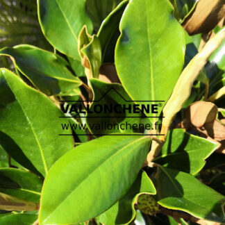 Feuillage du MAGNOLIA grandiflora 'Little Gem' en septembre