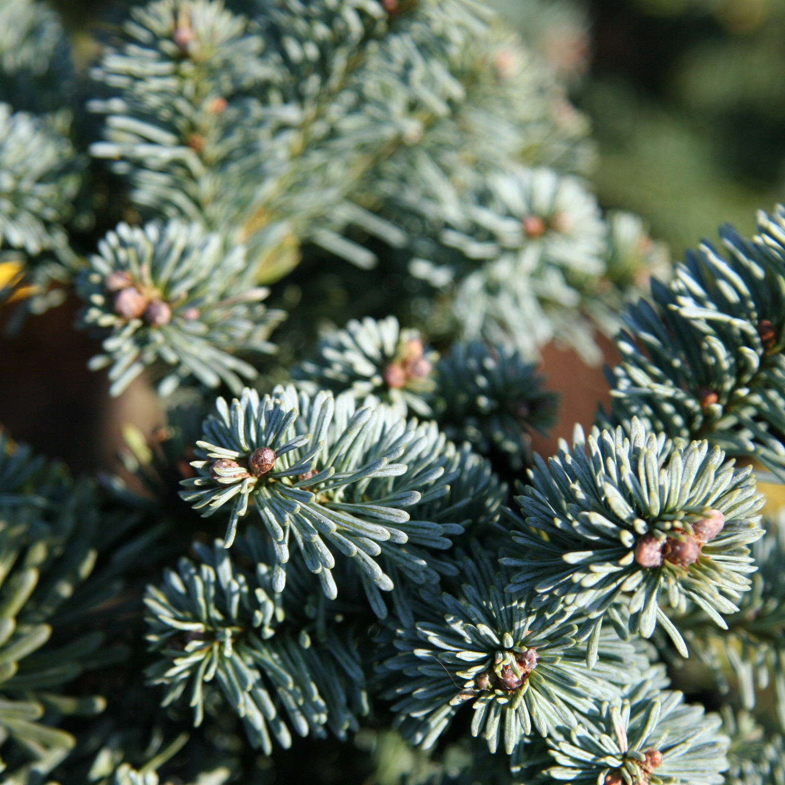 ABIES procera ‘Procumbens’ en Février