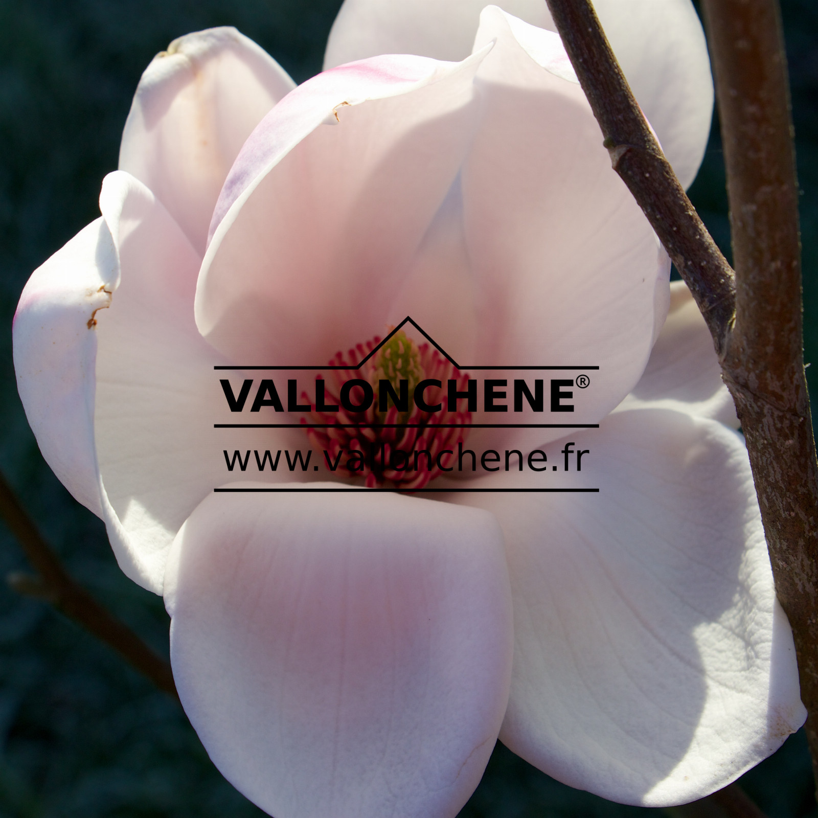 MAGNOLIA ‘Iolanthe’ en Mars