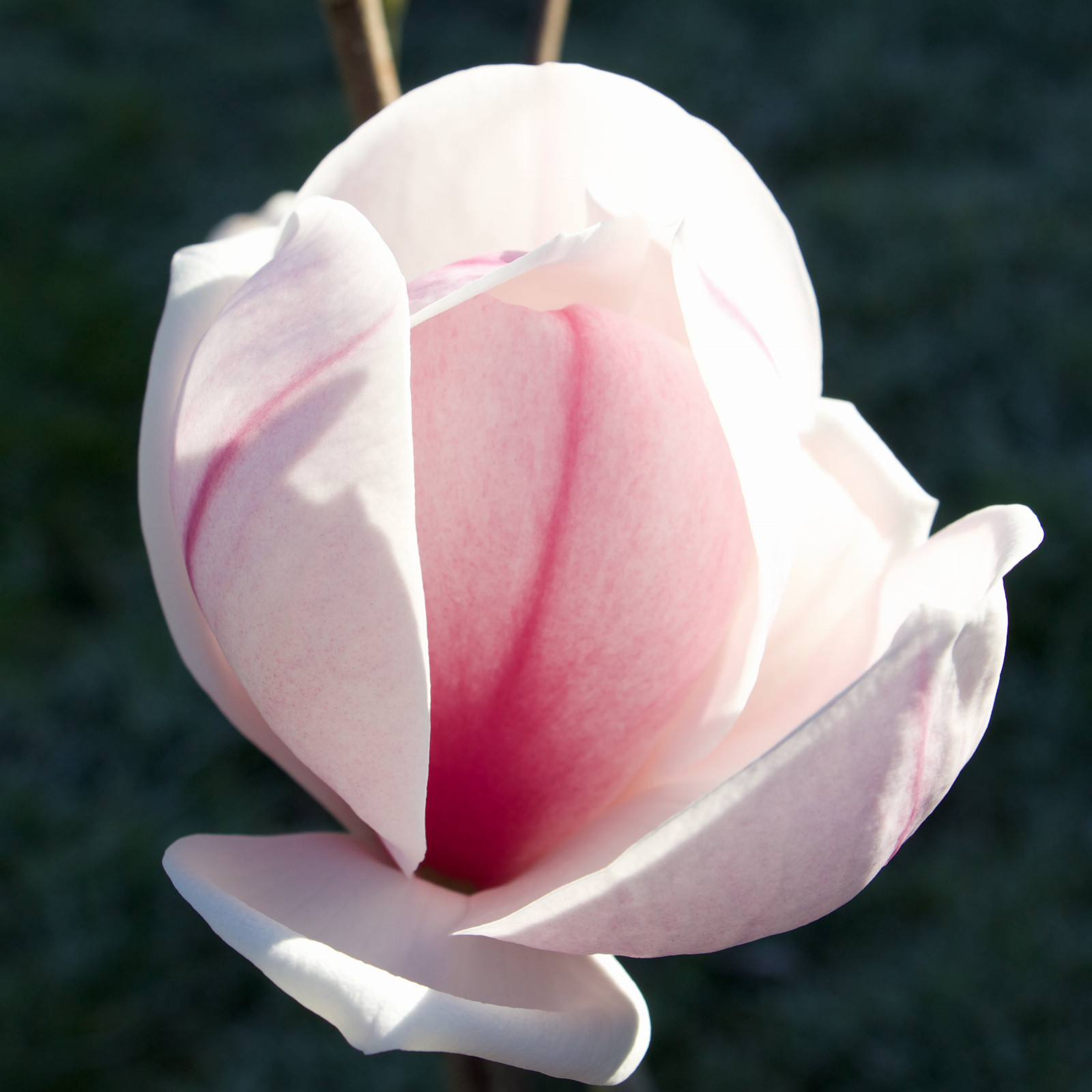 MAGNOLIA ‘Iolanthe’ en Mars
