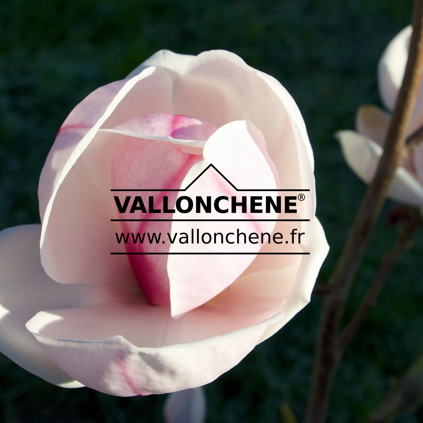 MAGNOLIA ‘Iolanthe’ en Mars