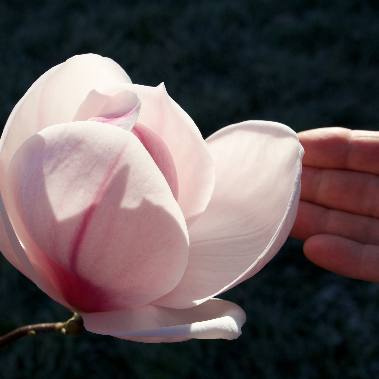 MAGNOLIA ‘Iolanthe’ en Mars
