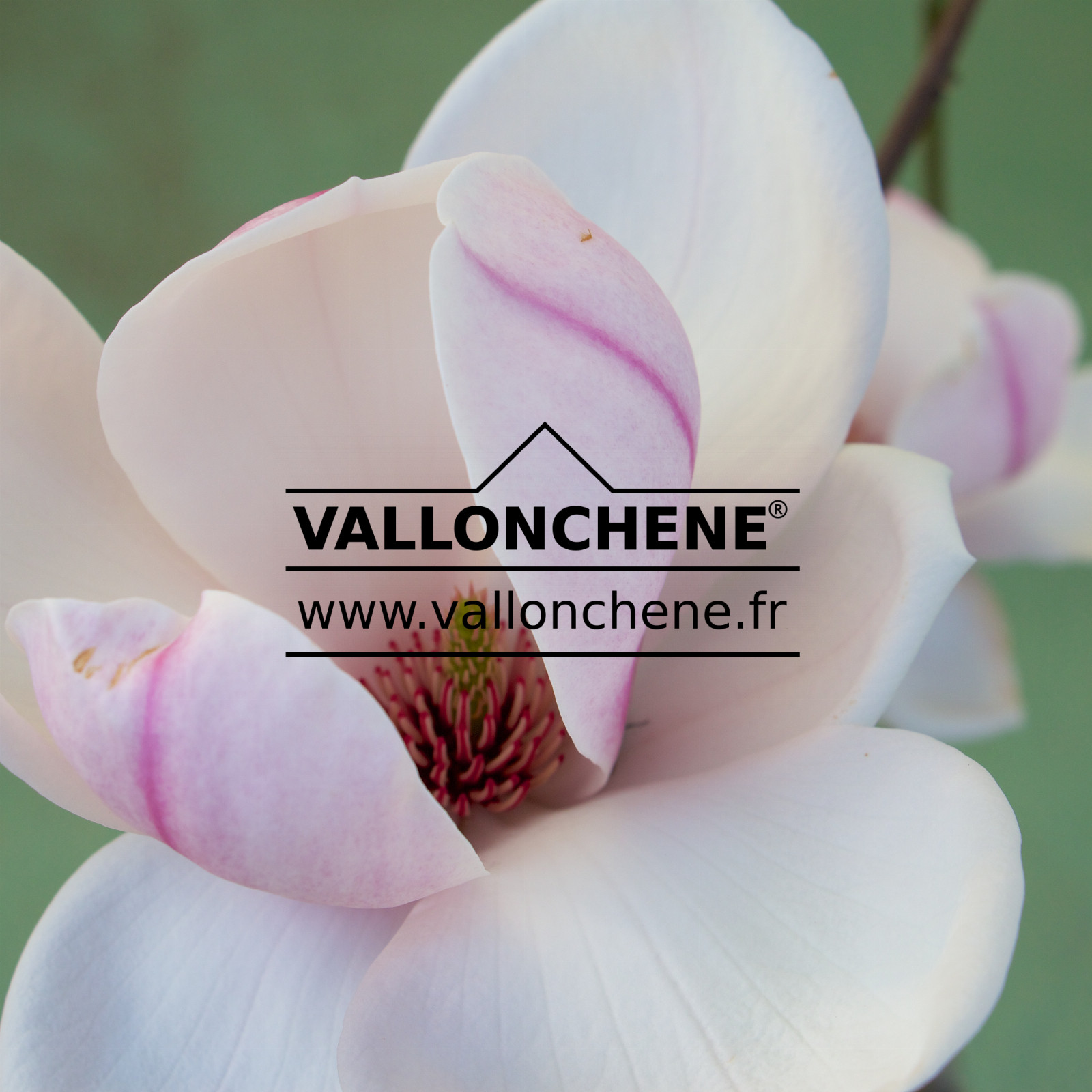MAGNOLIA ‘Iolanthe’ en Mars
