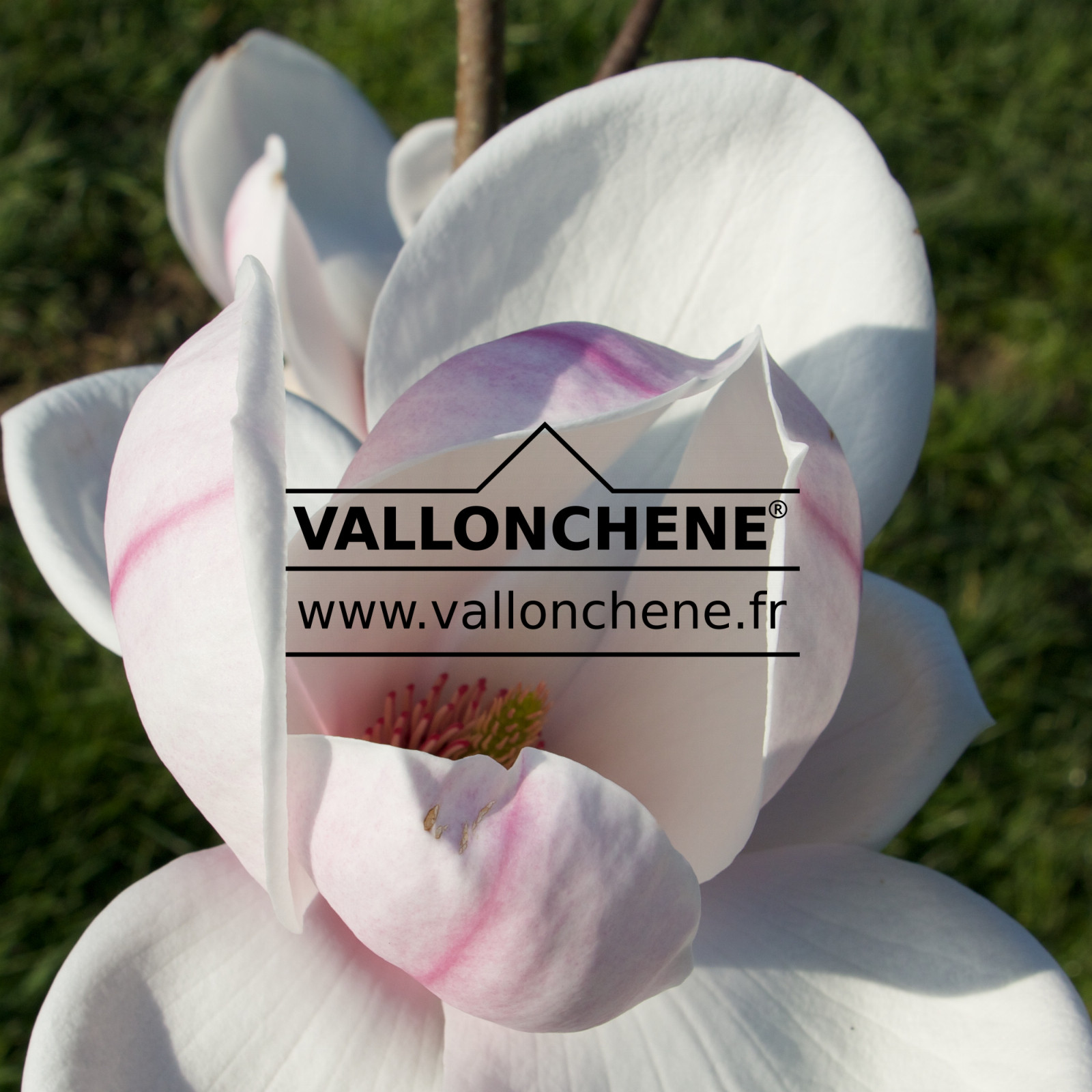 MAGNOLIA ‘Iolanthe’ en Mars