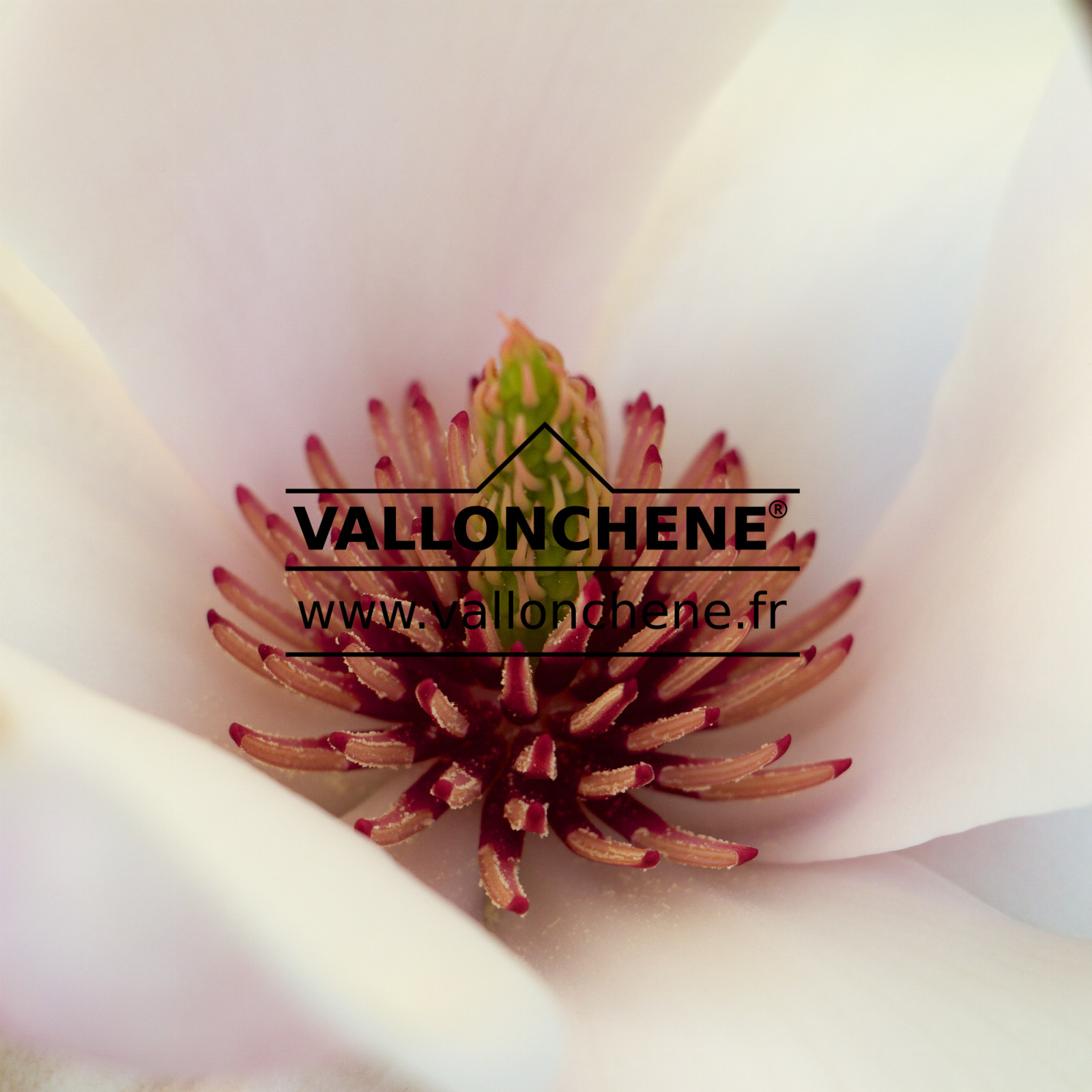 MAGNOLIA ‘Iolanthe’ en Mars