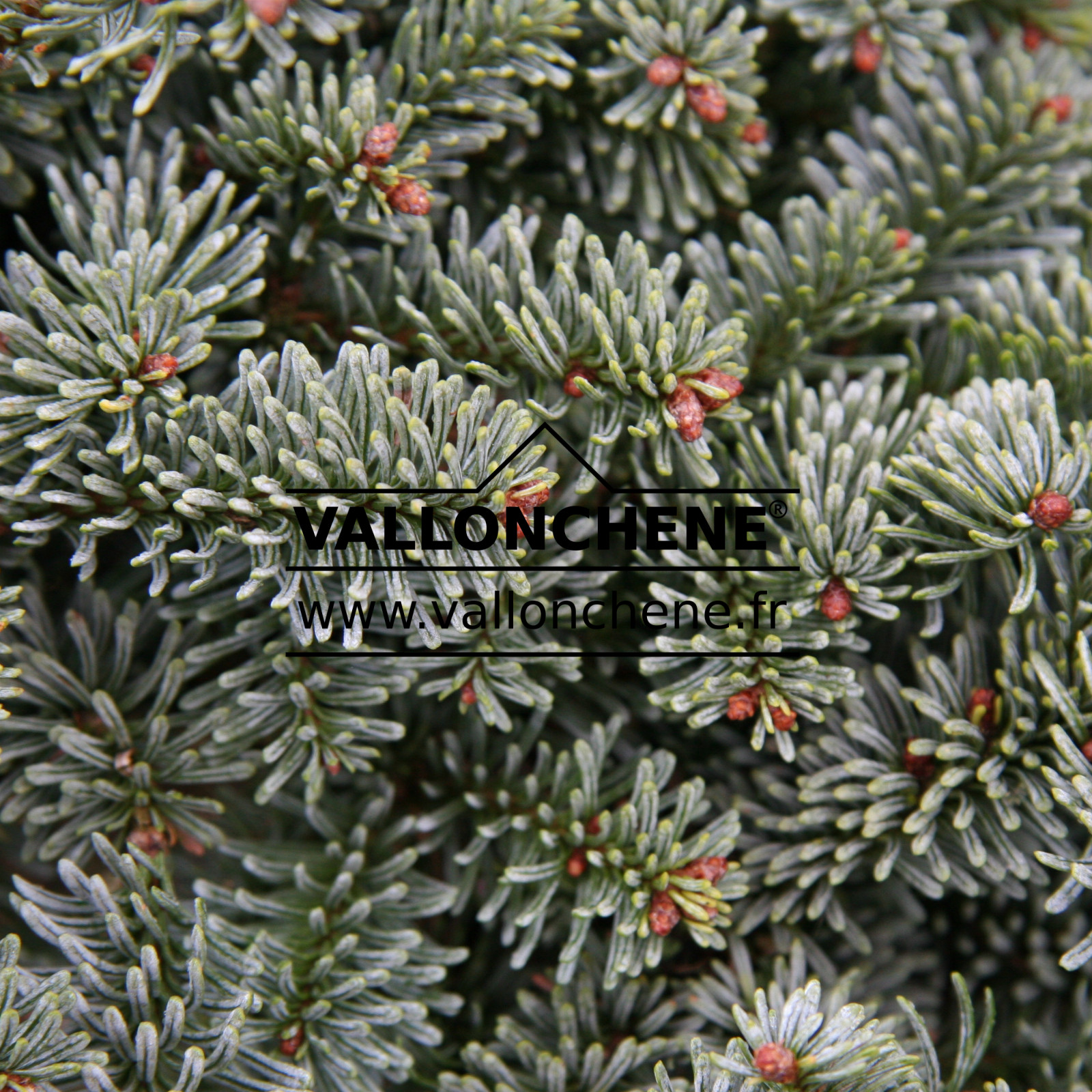 ABIES procera ‘Procumbens’ en Novembre