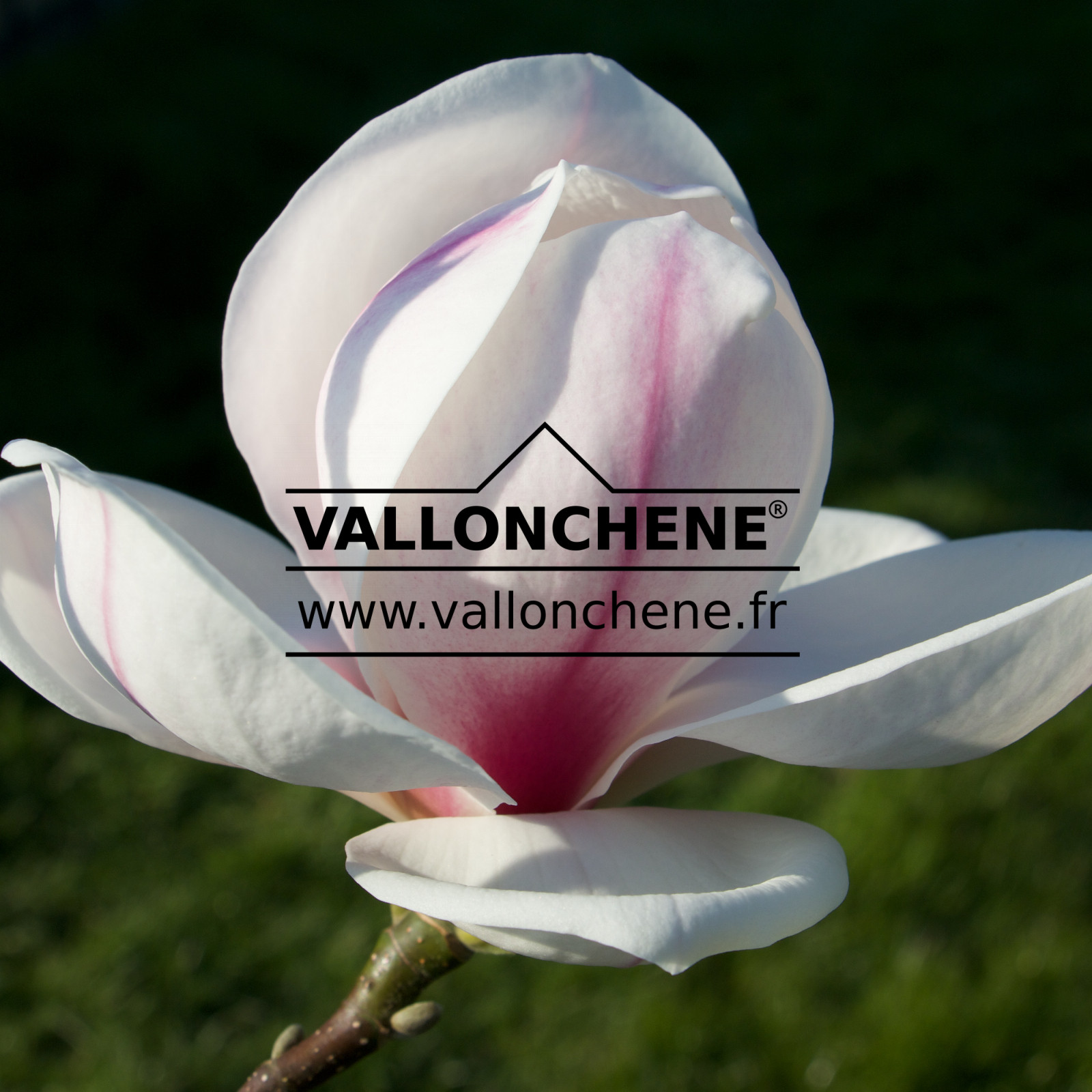 MAGNOLIA ‘Iolanthe’ en Mars