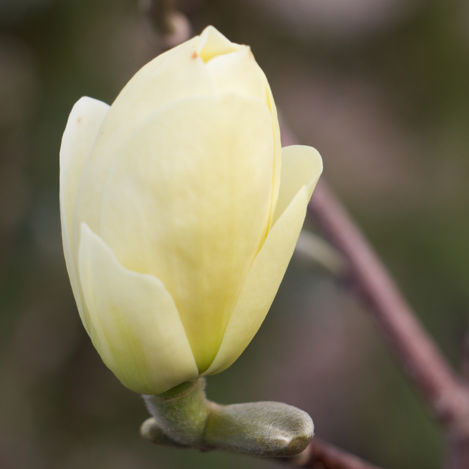 MAGNOLIA ‚Lois‘ en Mars