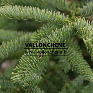 ABIES procera 'Rattail' en Novembre