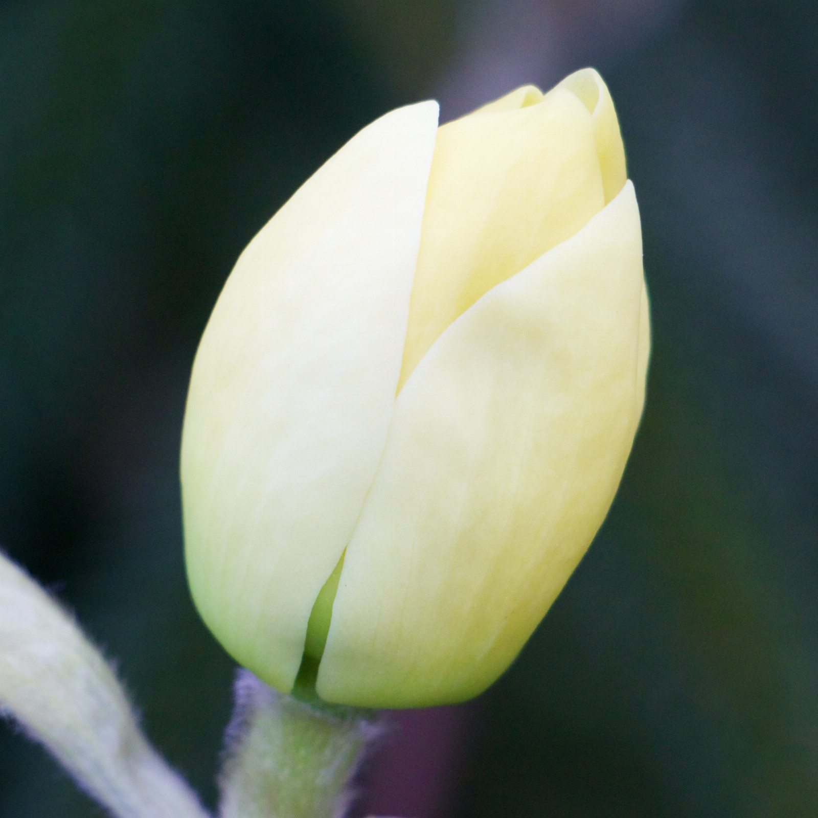 MAGNOLIA 'Lois' en Mars