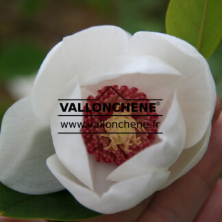 MAGNOLIA sieboldii en Mai