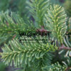 ABIES procera ‚Sherwoodii‘ en Novembre