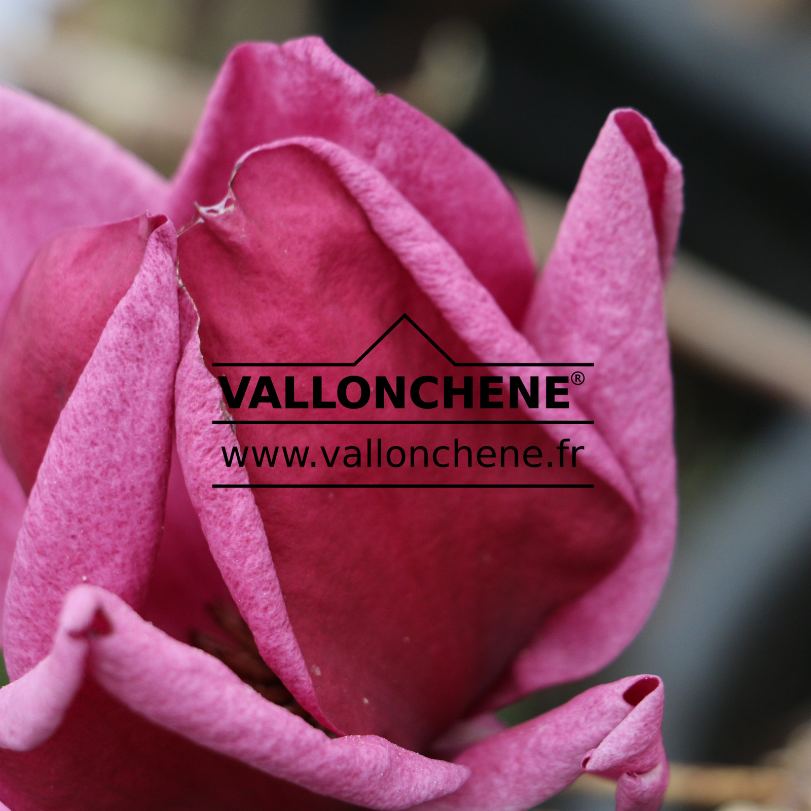 MAGNOLIA ‚Slim‘ en Mars