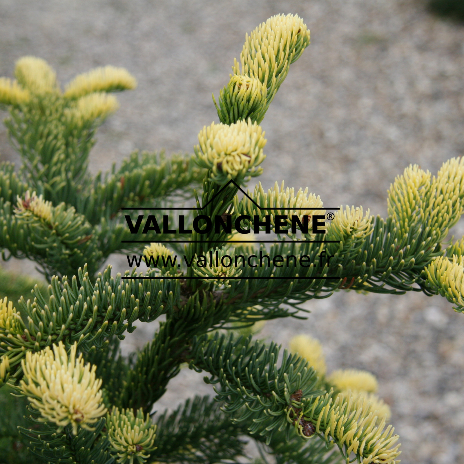 ABIES procera ‚Sherwoodii‘ en Septembre