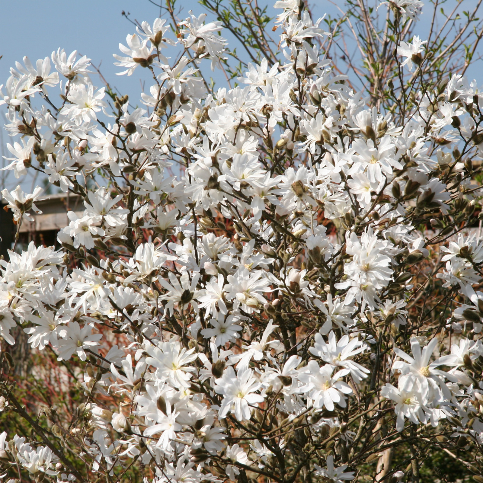 MAGNOLIA stellata en Mars