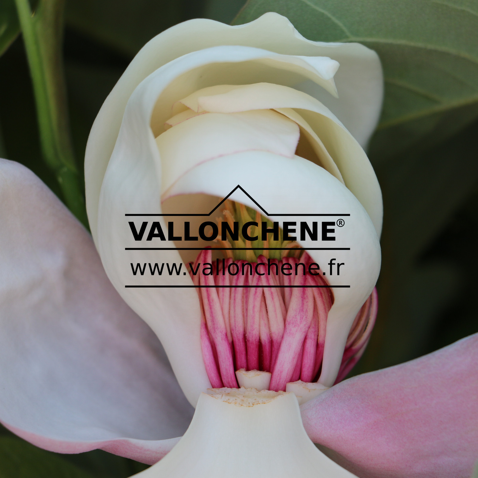 MAGNOLIA ‚Summer Solstice‘ en Mai