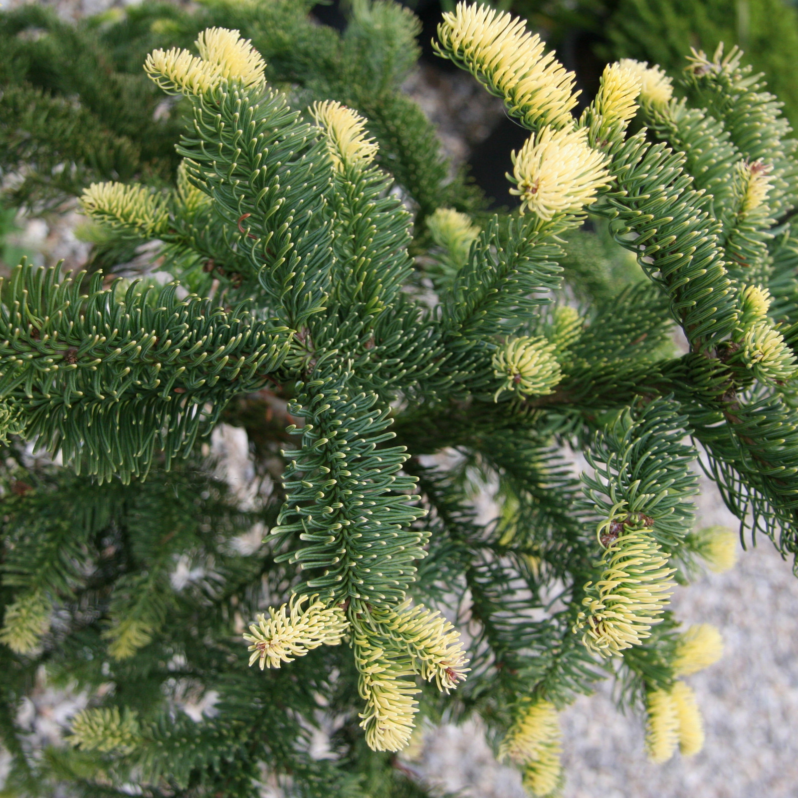 ABIES procera ‘Sherwoodii’ en Septembre