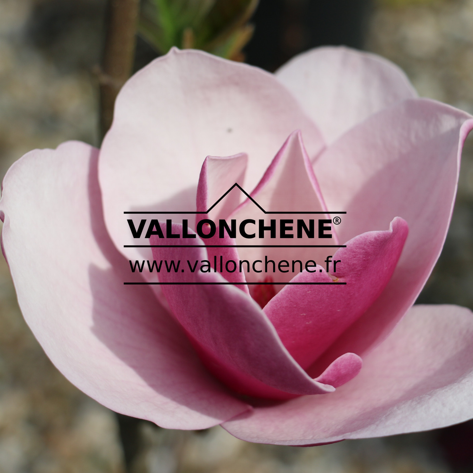MAGNOLIA ‘Sweet Merlot’ en Avril