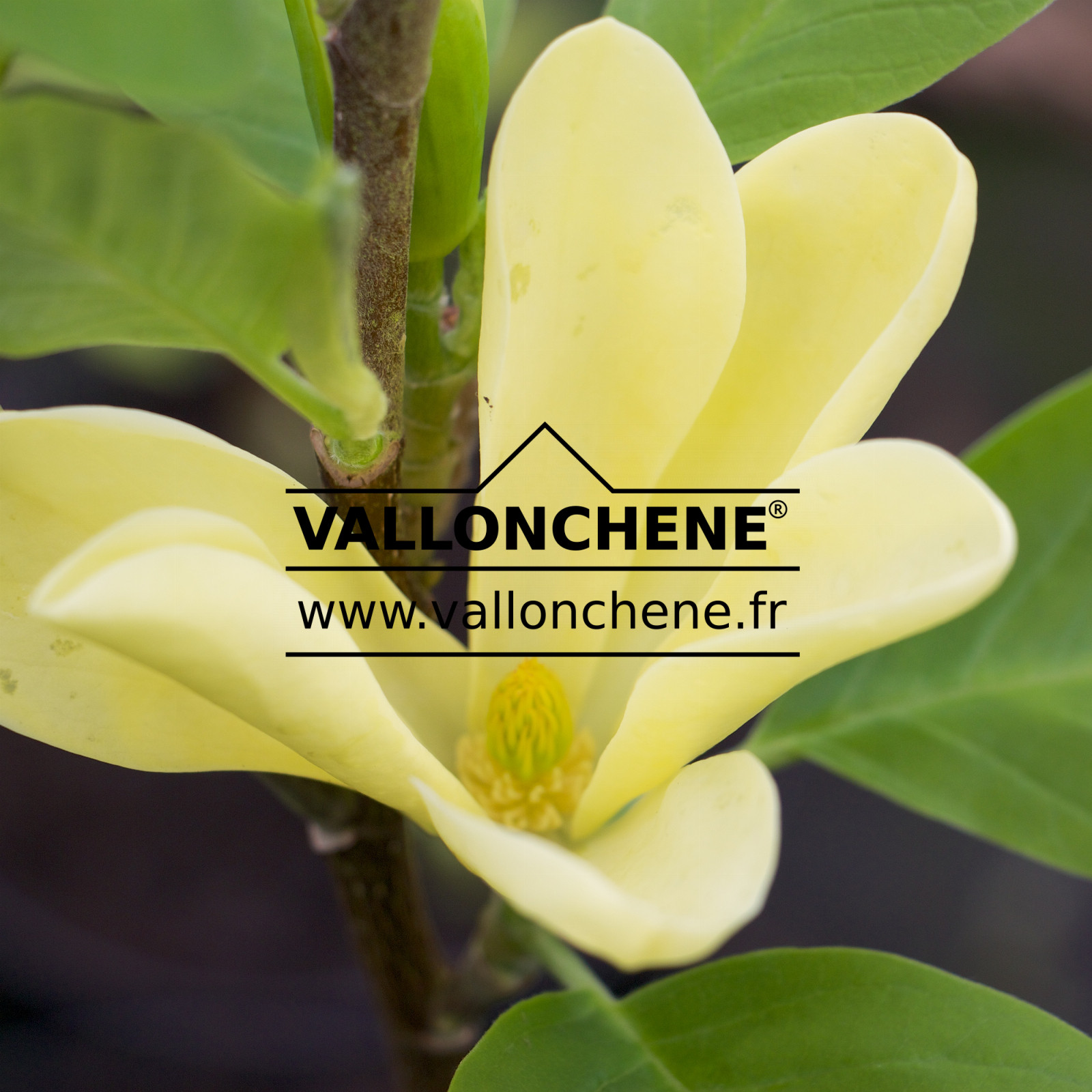 MAGNOLIA X ‘Daphne’ en Avril