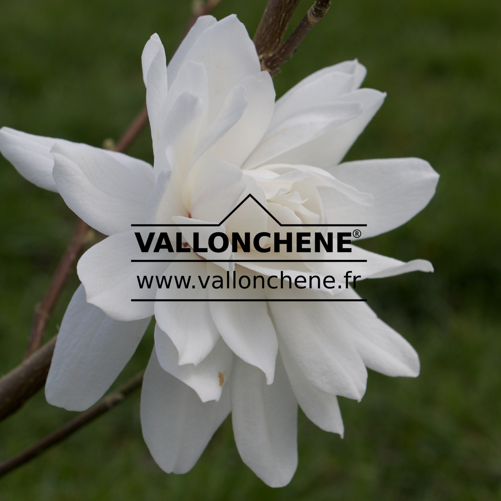 MAGNOLIA x loebneri ‘Wildcat’ en Mars