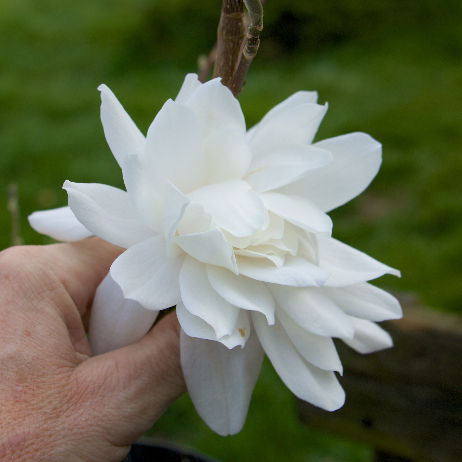 MAGNOLIA x loebneri ‘Wildcat’ en Mars