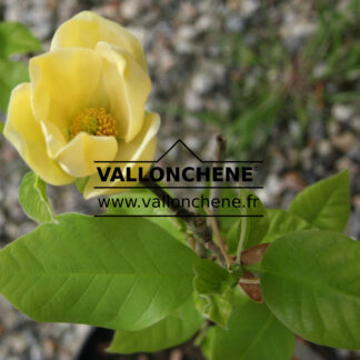 MAGNOLIA X 'Yellow Bird' en Avril