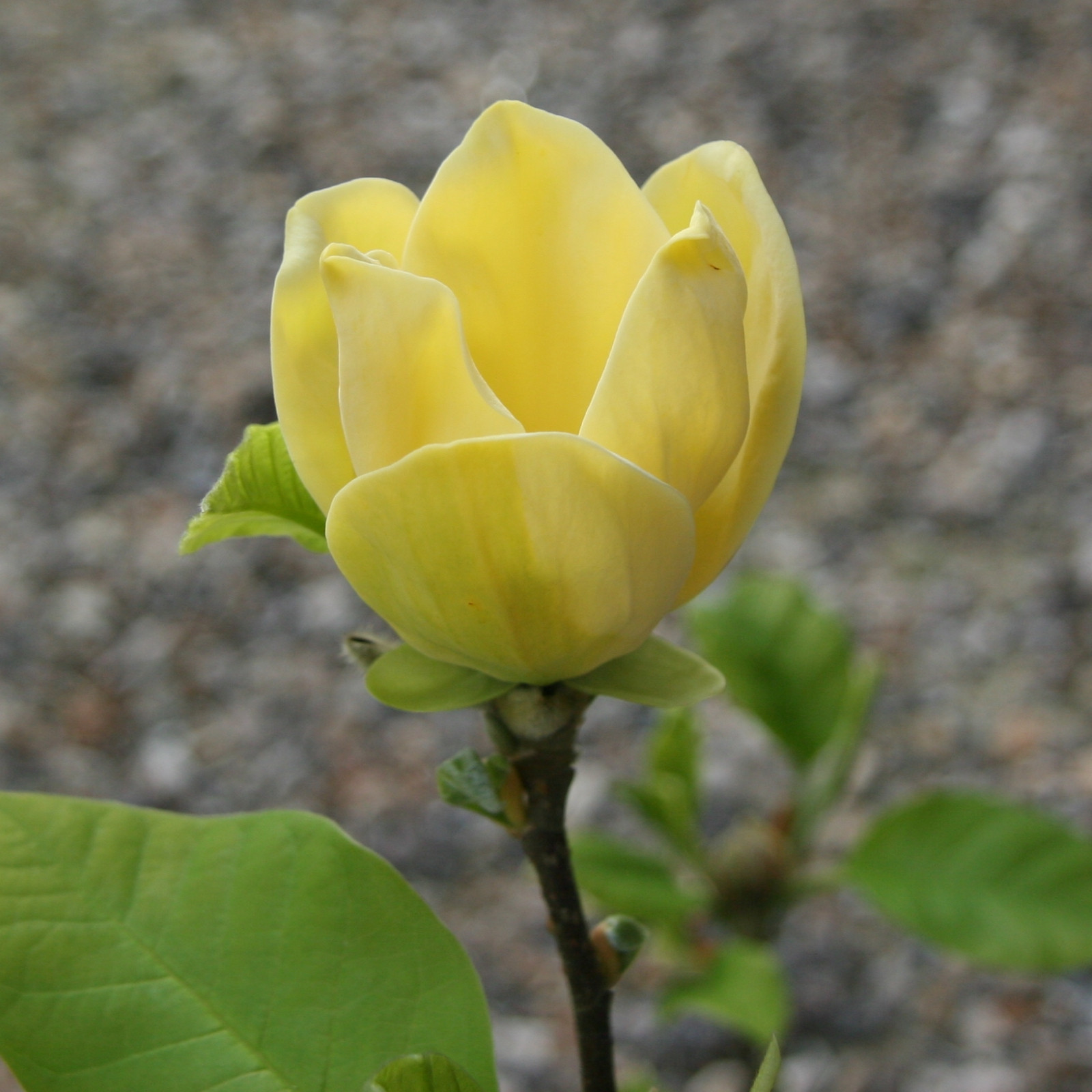 MAGNOLIA X 'Yellow Bird' en Avril