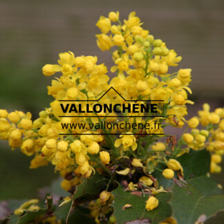 MAHONIA aquifolium 'Apollo' en Mai