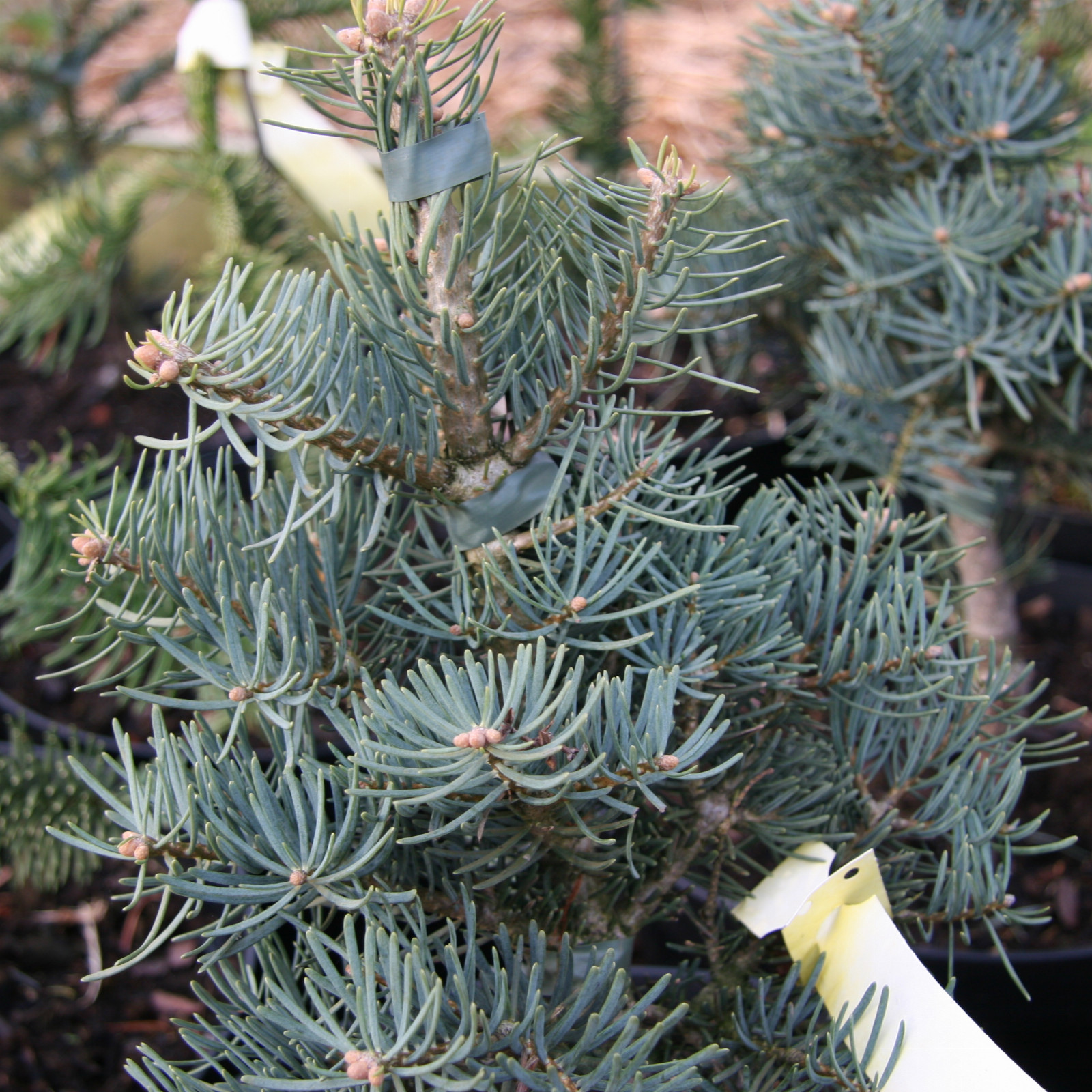 ABIES concolor 'Compacta' en Avril