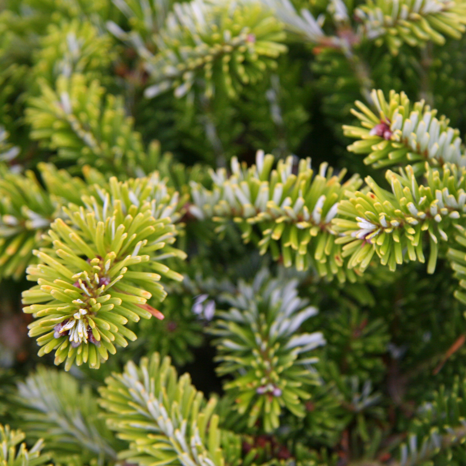 ABIES veitchii 'Heddergott' en Novembre