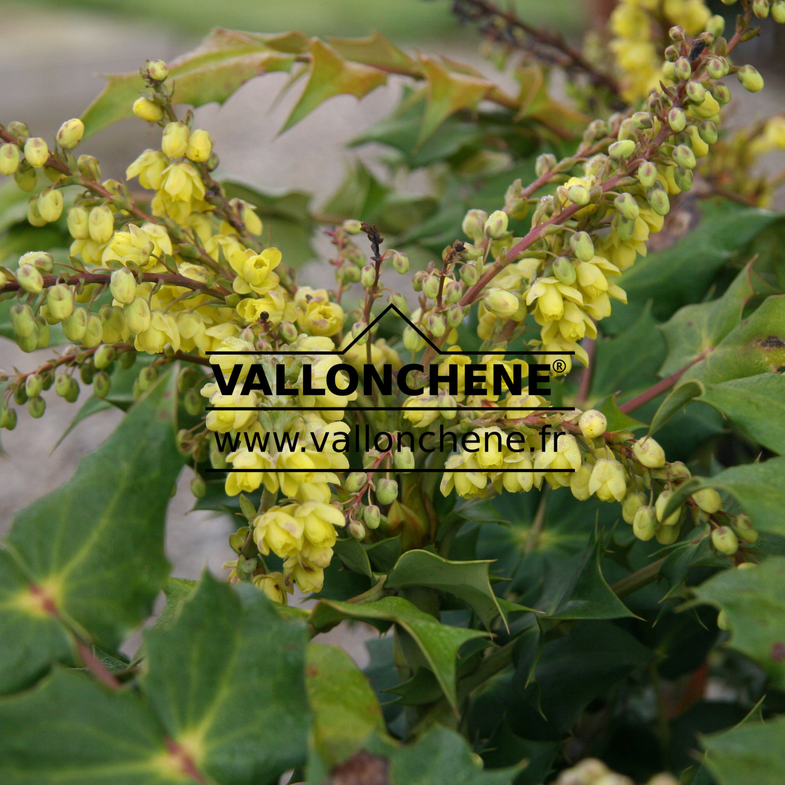 MAHONIA japonica en Mars