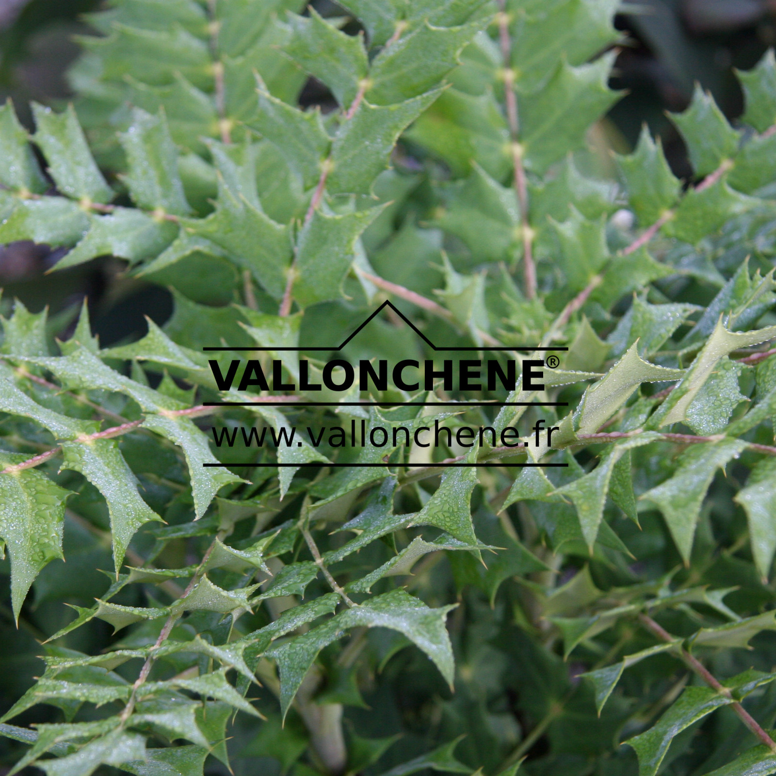 MAHONIA media ‘Winter Sun’ en Août