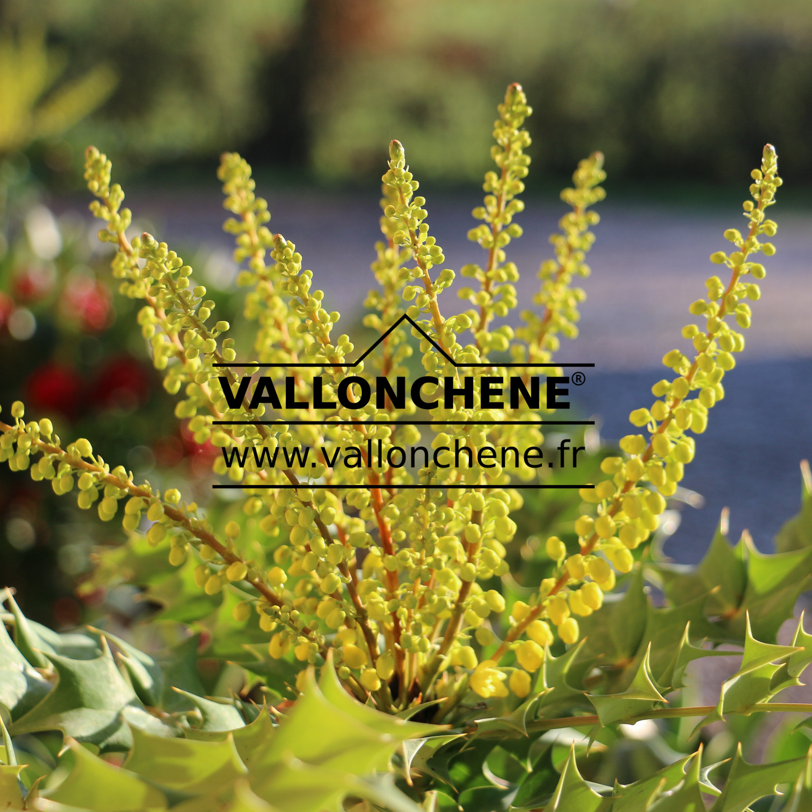 MAHONIA media ‘Winter Sun’ en Décembre