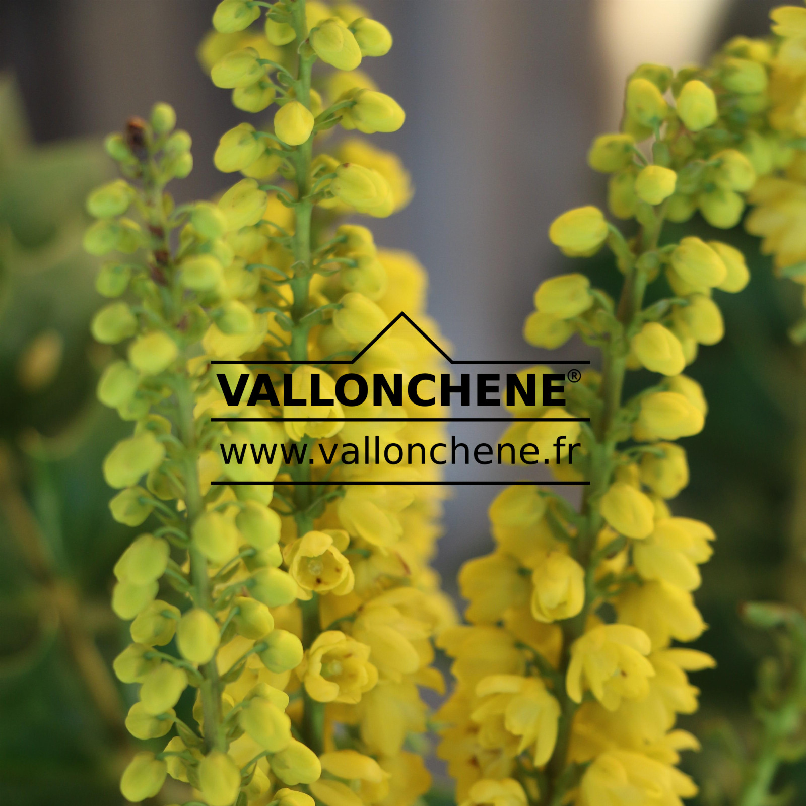 MAHONIA media 'Winter Sun' en Décembre