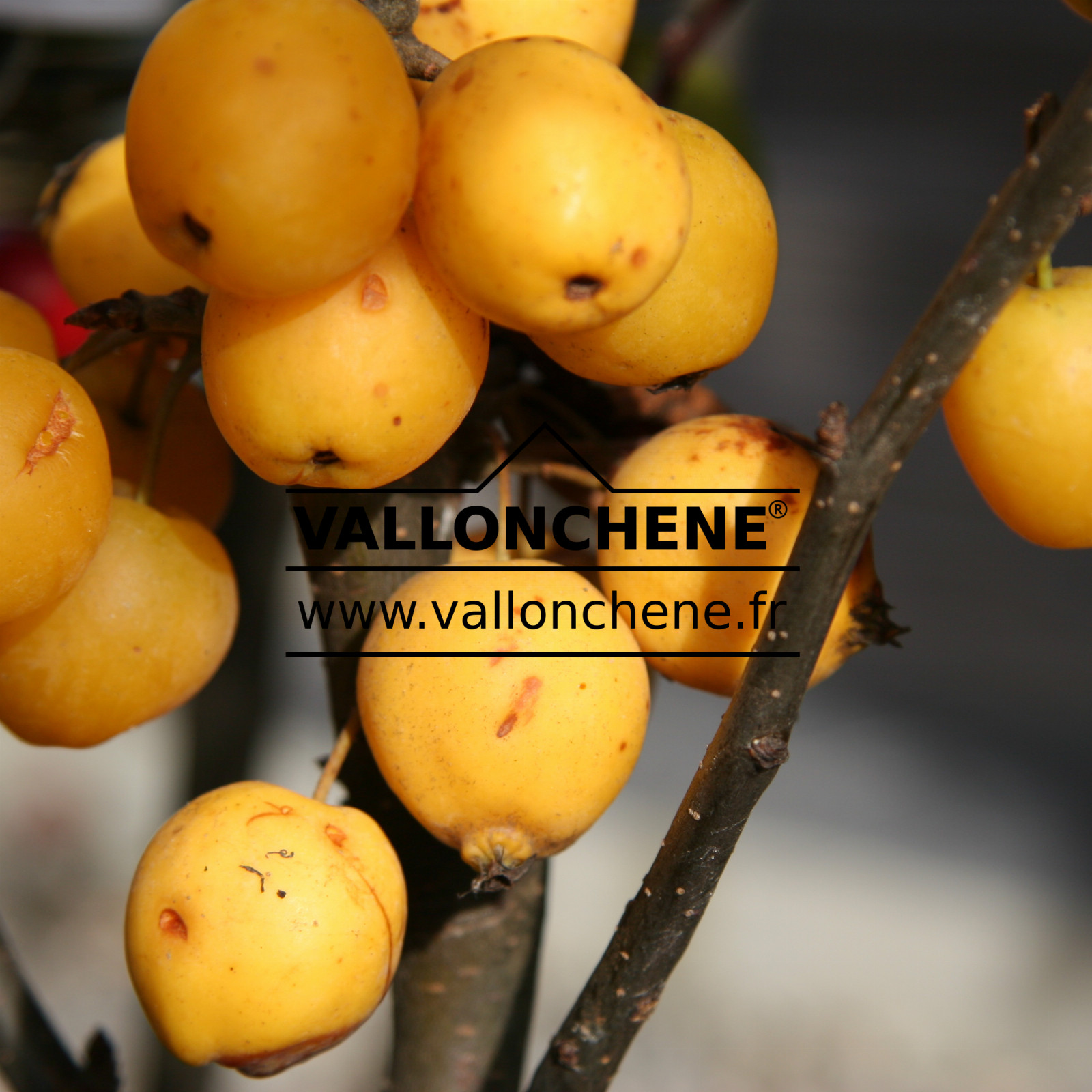 MALUS ‘Golden Hornet’ en Octobre