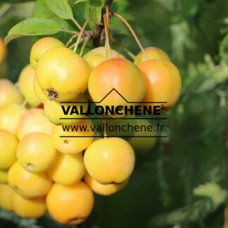 MALUS 'Golden Hornet' en Septembre