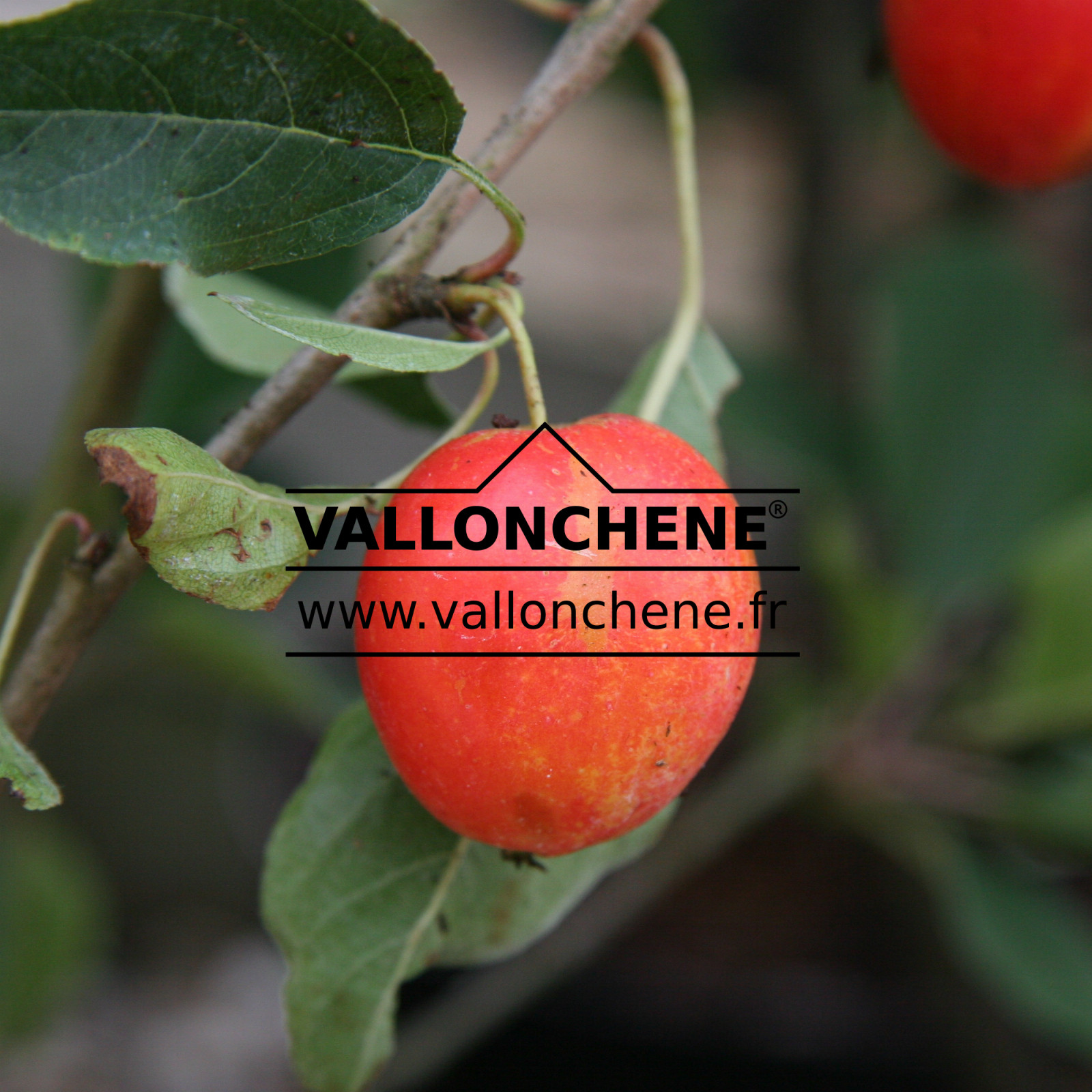 MALUS ‘John Downie’