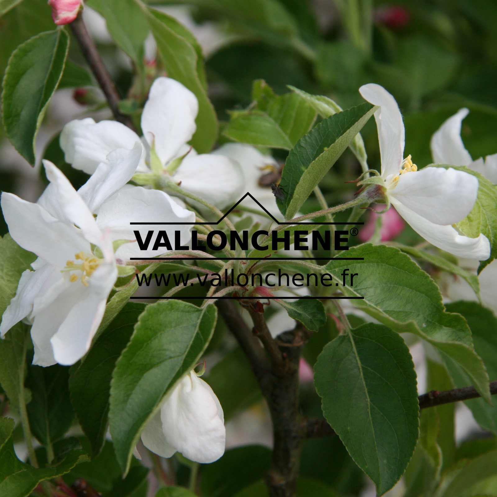 MALUS 'Red Sentinel' en Mai