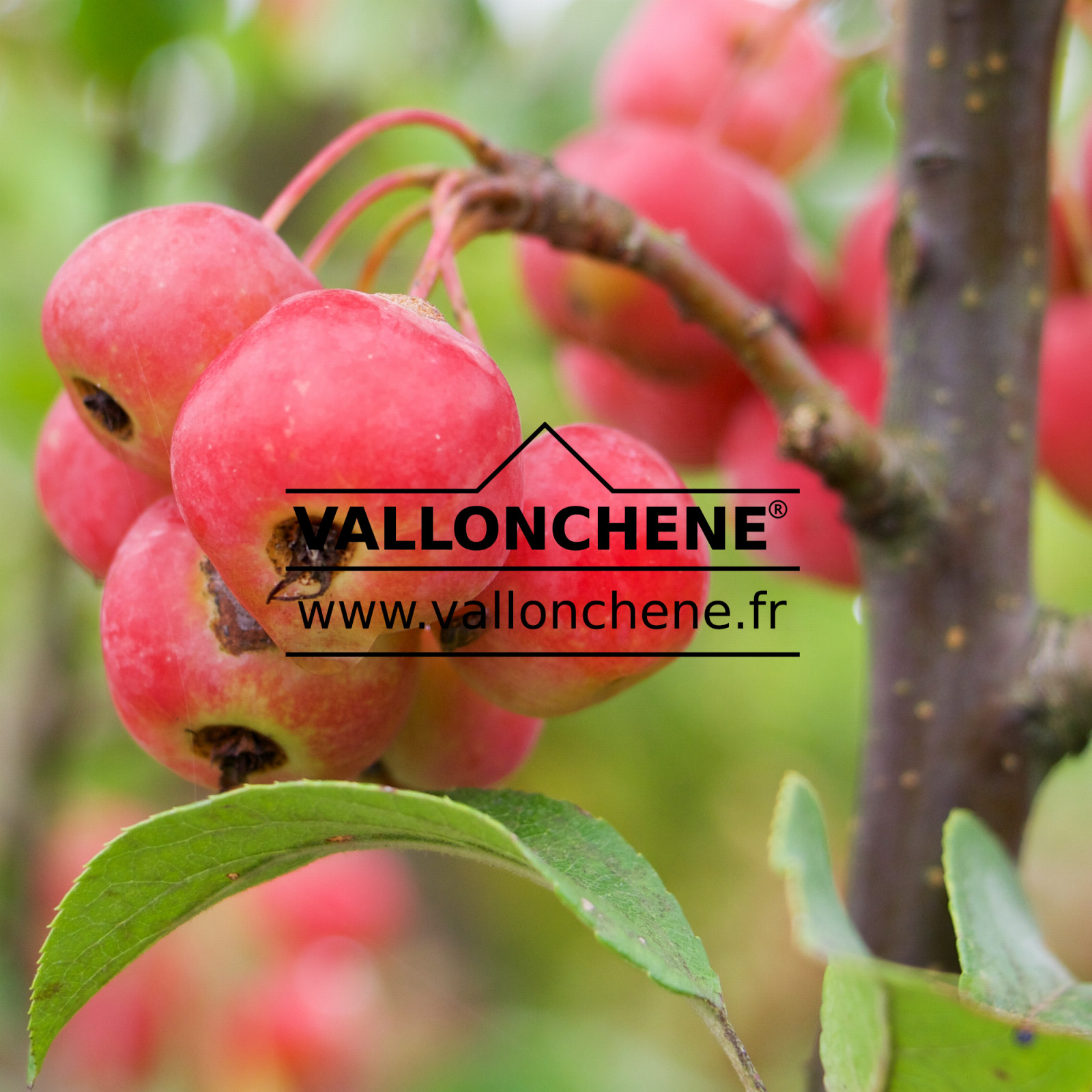 MALUS ‚Red Sentinel‘ en Septembre