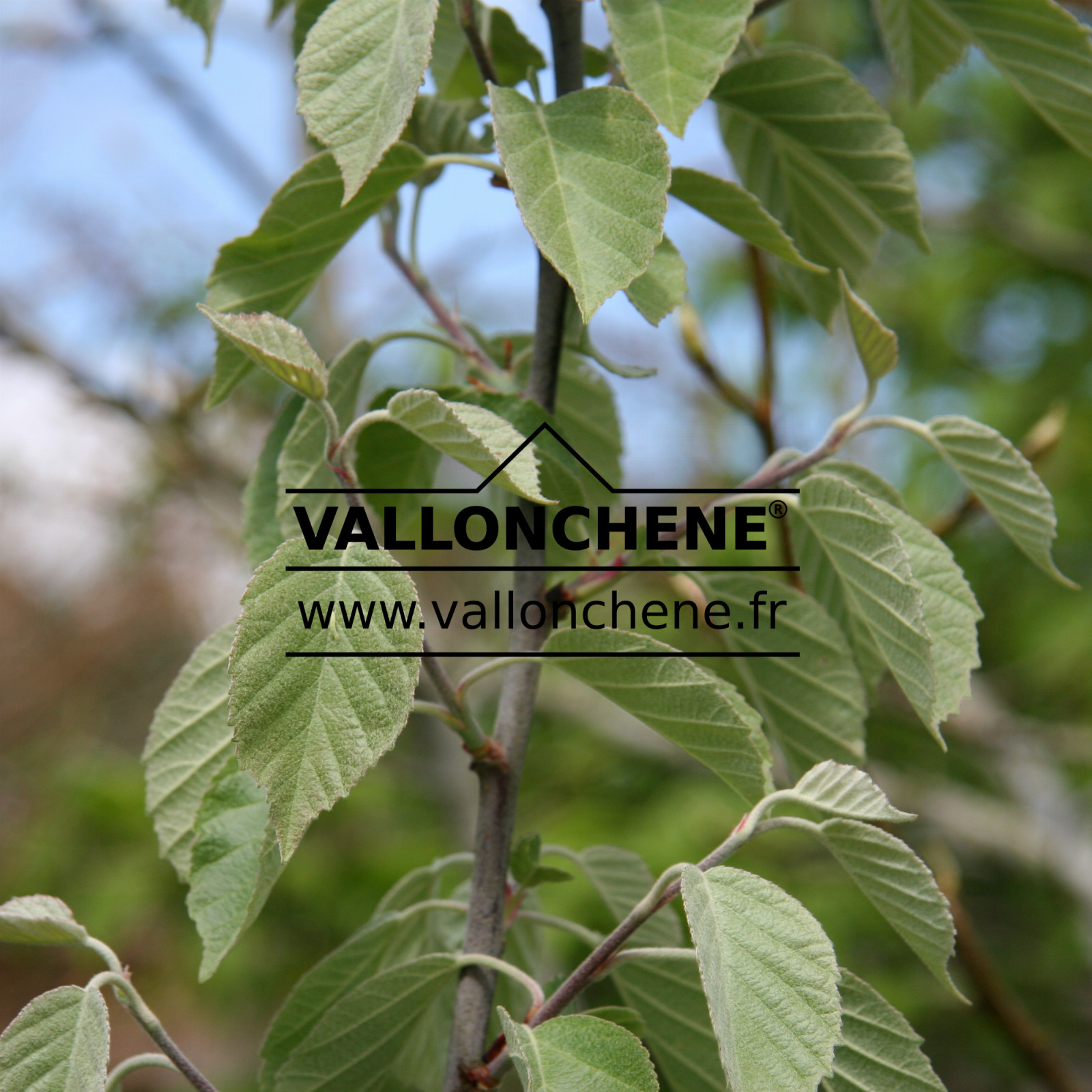 MALUS tschonoskii en Mai