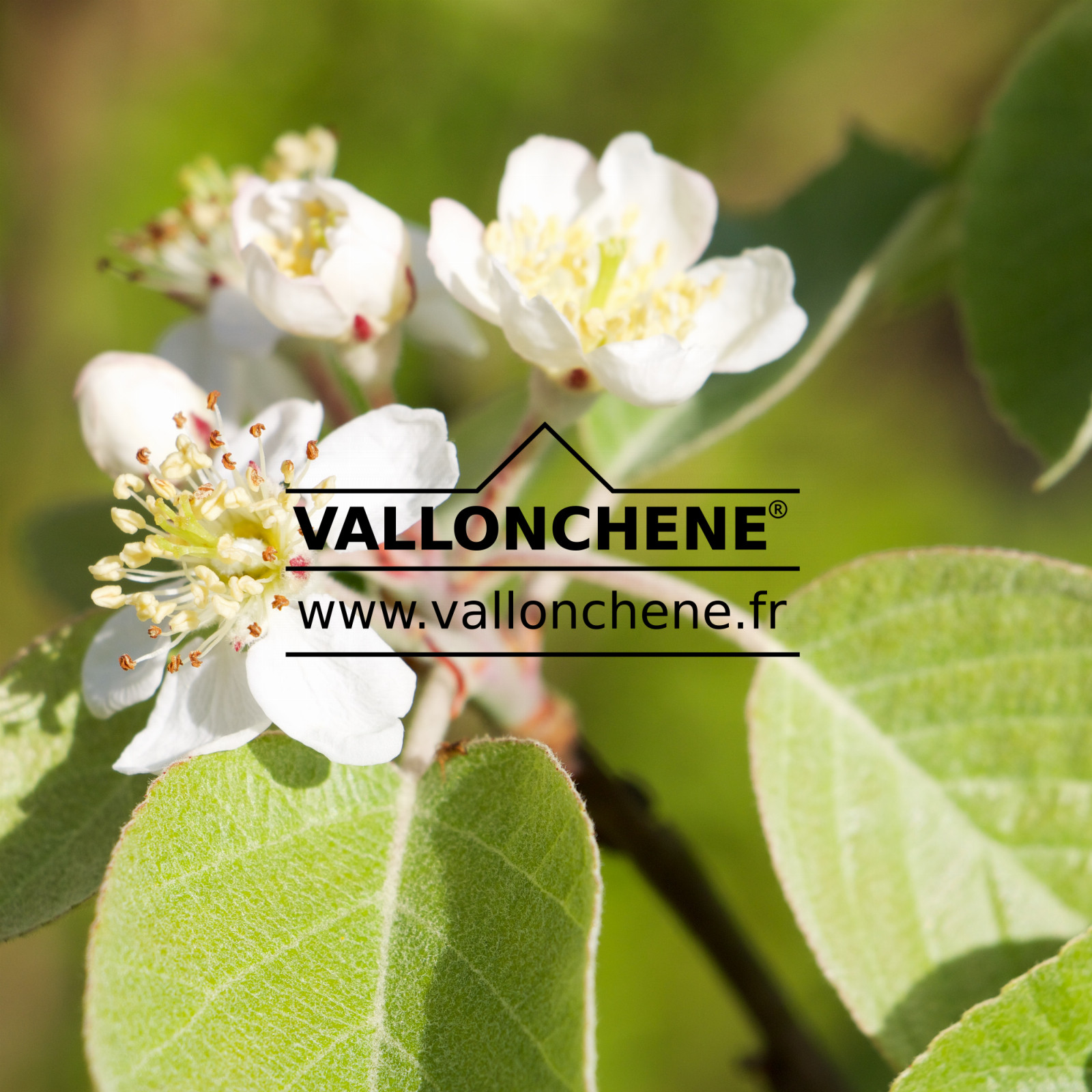 MALUS tschonoskii en Avril