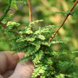 METASEQUOIA glyptostroboides 'Little Creamy' en Juillet