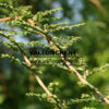METASEQUOIA glyptostroboides 'Little Creamy' in July