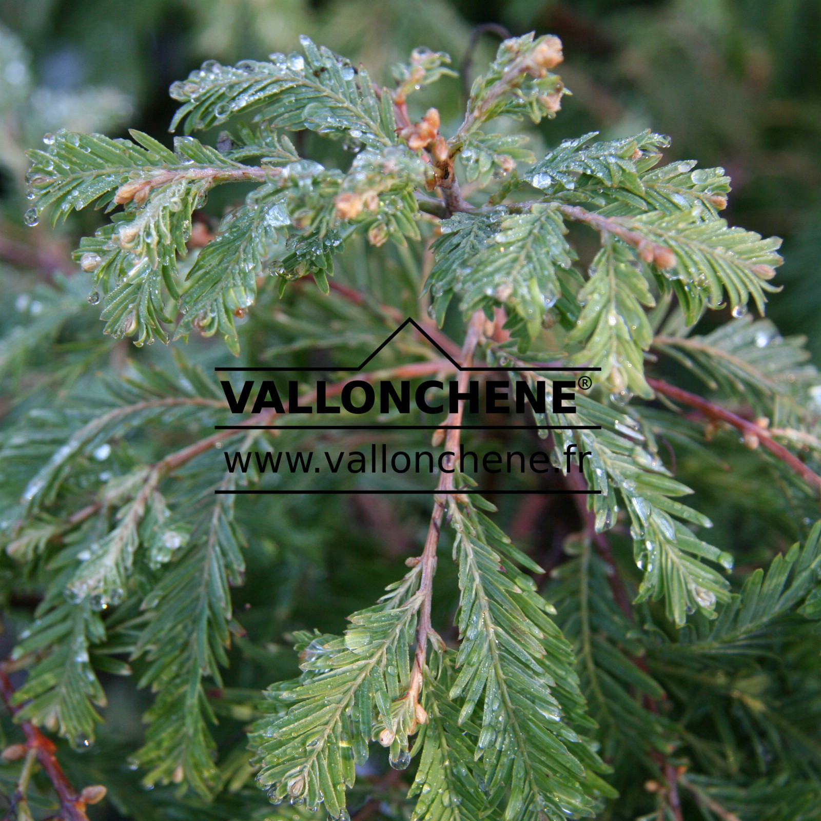 METASEQUOIA glyptostroboides ‚Schirmann’s Nordlicht‘ en Octobre