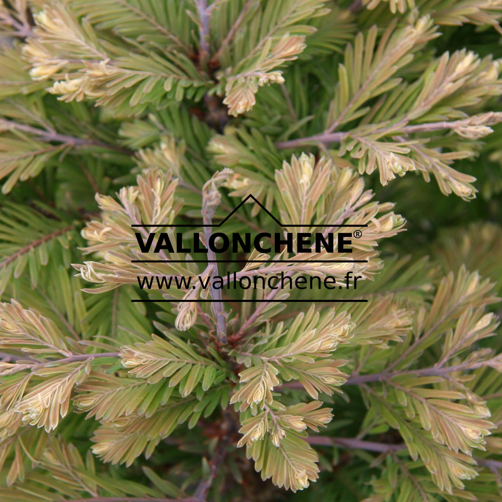 METASEQUOIA glyptostroboides ‚Schirmann’s Nordlicht‘ en Juin