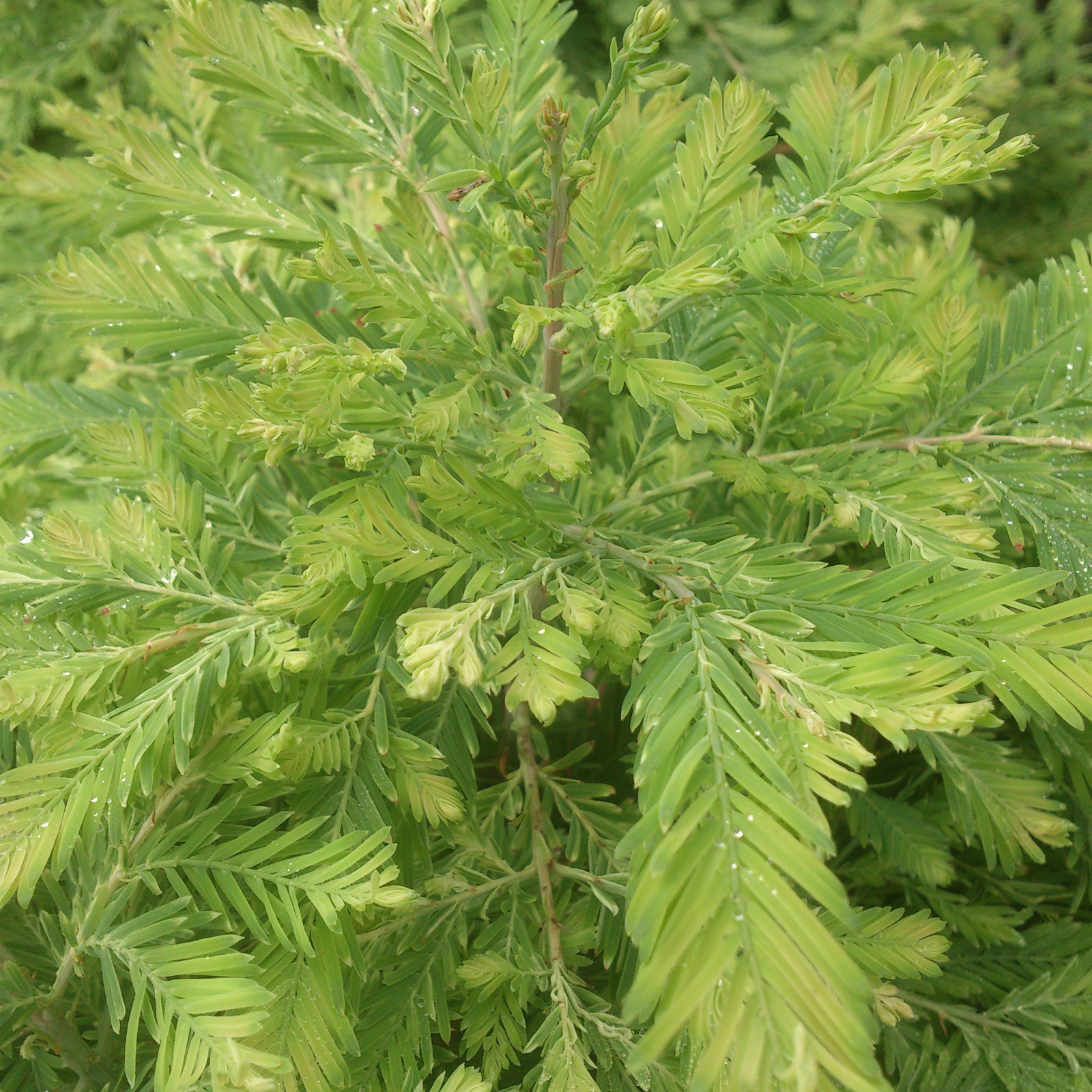METASEQUOIA glyptostroboides ‚Schirmann’s Nordlicht‘ en Août
