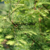 METASEQUOIA glyptostroboides 'Snow Flurries' en julio